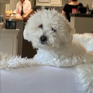 Meet your Posher, David